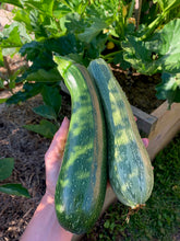 Load image into Gallery viewer, Zucchini Cocozelle