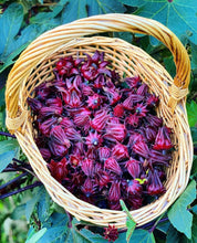 Load image into Gallery viewer, Rosella