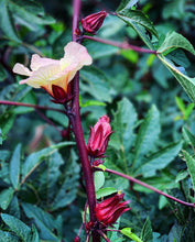 Load image into Gallery viewer, Rosella