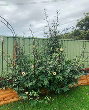 Load image into Gallery viewer, Rosella