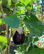 Load image into Gallery viewer, Eggplant Black Beauty