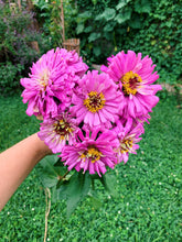 Load image into Gallery viewer, Zinnia Violet Queen