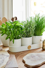 Load image into Gallery viewer, Sophie Conran for Burgon & Ball Herb Pots Buttermilk