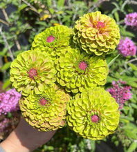 Load image into Gallery viewer, Zinnia Queen Lime With Blush