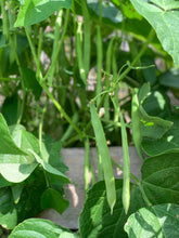 Load image into Gallery viewer, Bean Windsor Long Pod