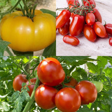 Load image into Gallery viewer, Tomato Favourites Bundle 12 Pack