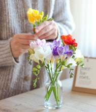 Load image into Gallery viewer, Freesia Giant Mixed 6pk