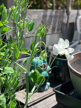 Load image into Gallery viewer, Sweet Pea Mammoth White