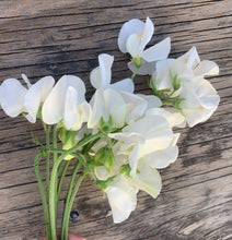 Load image into Gallery viewer, Sweet Pea Mammoth White