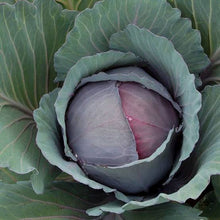 Load image into Gallery viewer, Cabbage Red Express