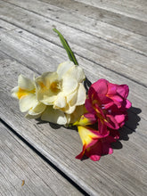 Load image into Gallery viewer, Freesia Giant Mixed 6pk