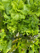 Load image into Gallery viewer, Lettuce Loose Leaf Mixed