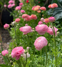 Load image into Gallery viewer, Italian Ranunculi Fablio Mixed 3pk