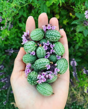 Load image into Gallery viewer, Cucamelons