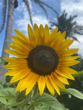 Load image into Gallery viewer, Sunflower Sunbird
