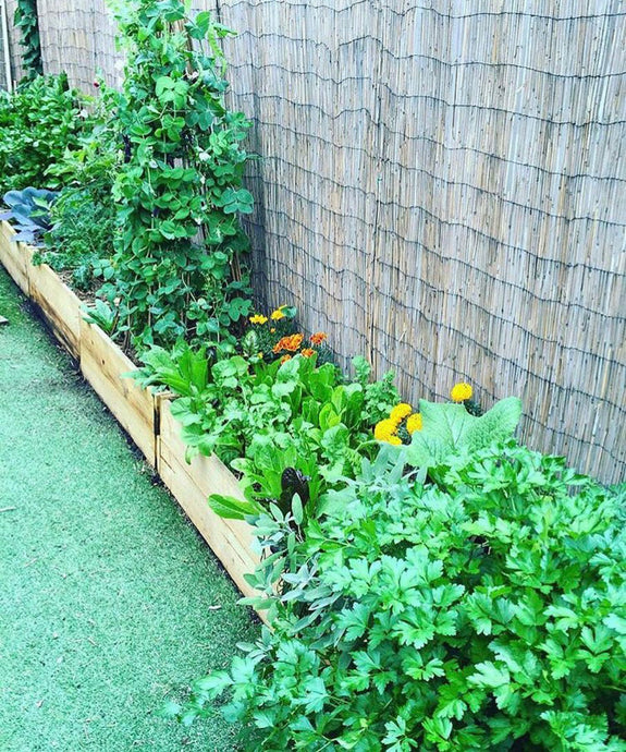 Growing Food in Small Spaces