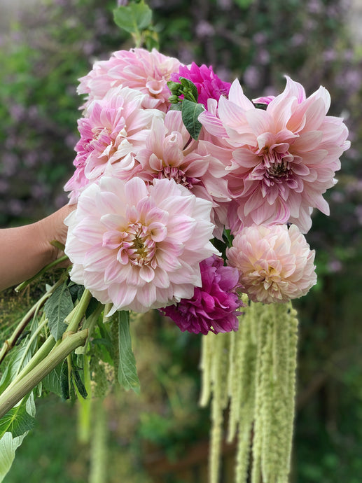 Dahlia Growing Guide