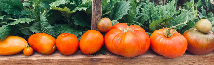 Patch to Plate: Let's Celebrate Tomatoes!