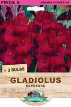 Load image into Gallery viewer, Gladiolus Espresso
