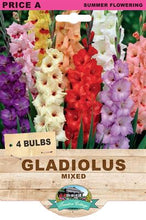 Load image into Gallery viewer, Gladiolus Mixed 4pk
