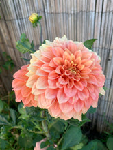 Load image into Gallery viewer, Dahlia Bracken Palomino
