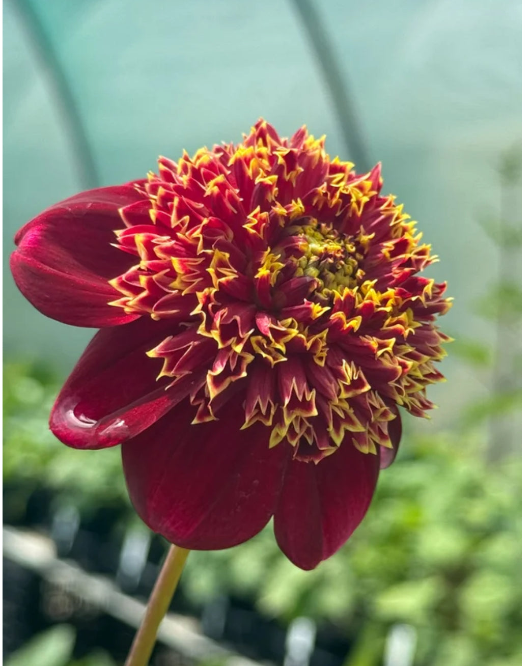 Dahlia Granite Queen Bee