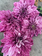 Load image into Gallery viewer, Dahlia Giant Samoan Prince
