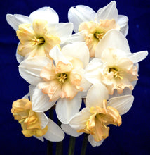 Load image into Gallery viewer, Daffodil Changing Colours 2pk
