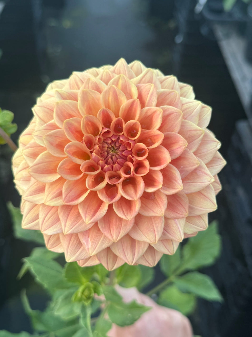 Dahlia Xanzu Airlie