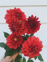 Load image into Gallery viewer, Dahlia Hot Shot
