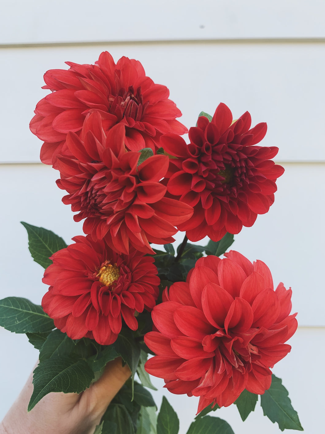 Dahlia Hot Shot