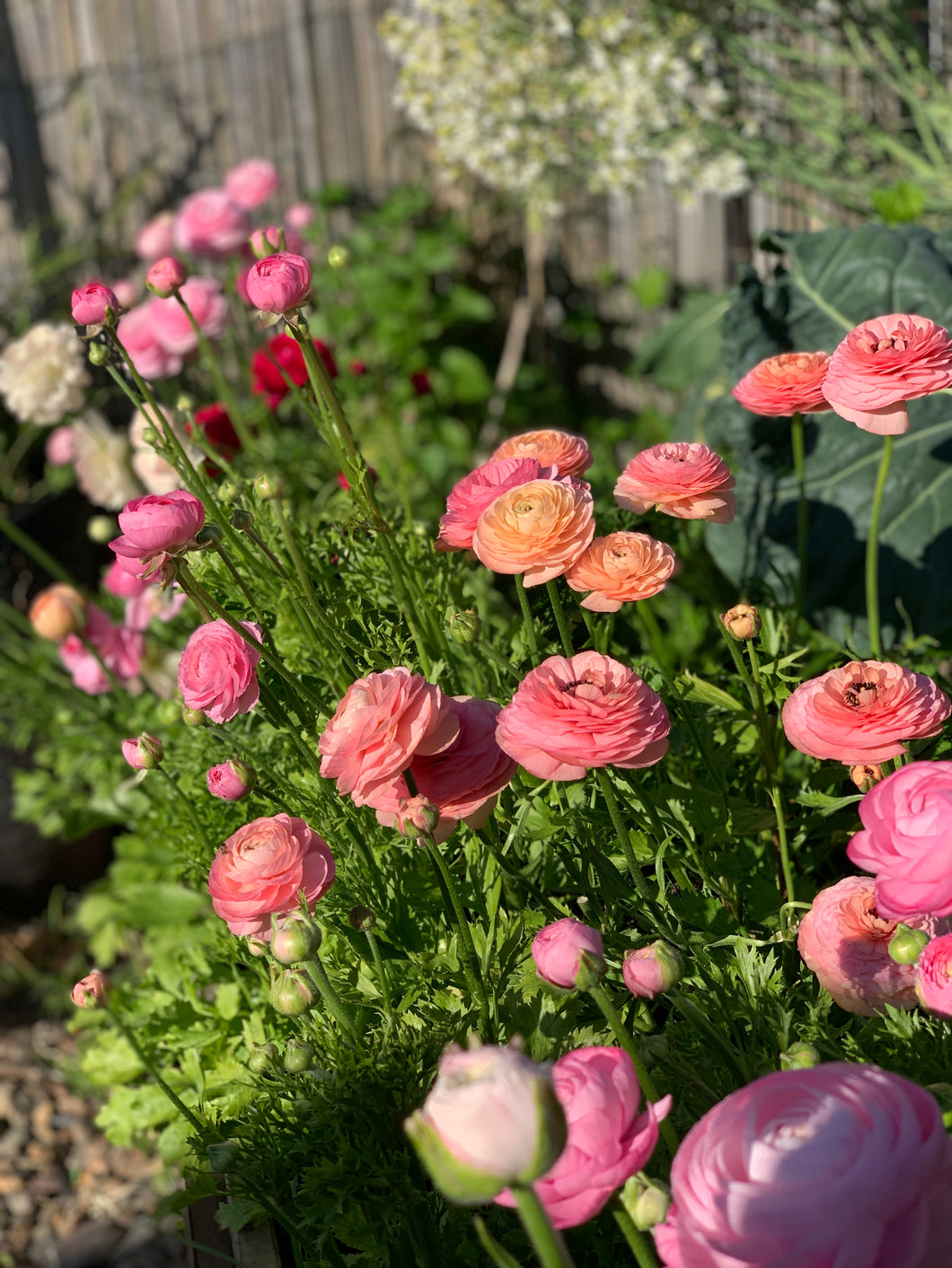 Florentine Ranunculi Pastel Mix 20pk