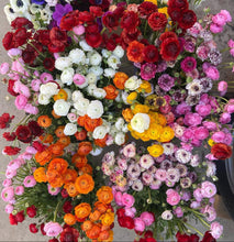 Load image into Gallery viewer, Florentine Ranunculi Mixed 20pk
