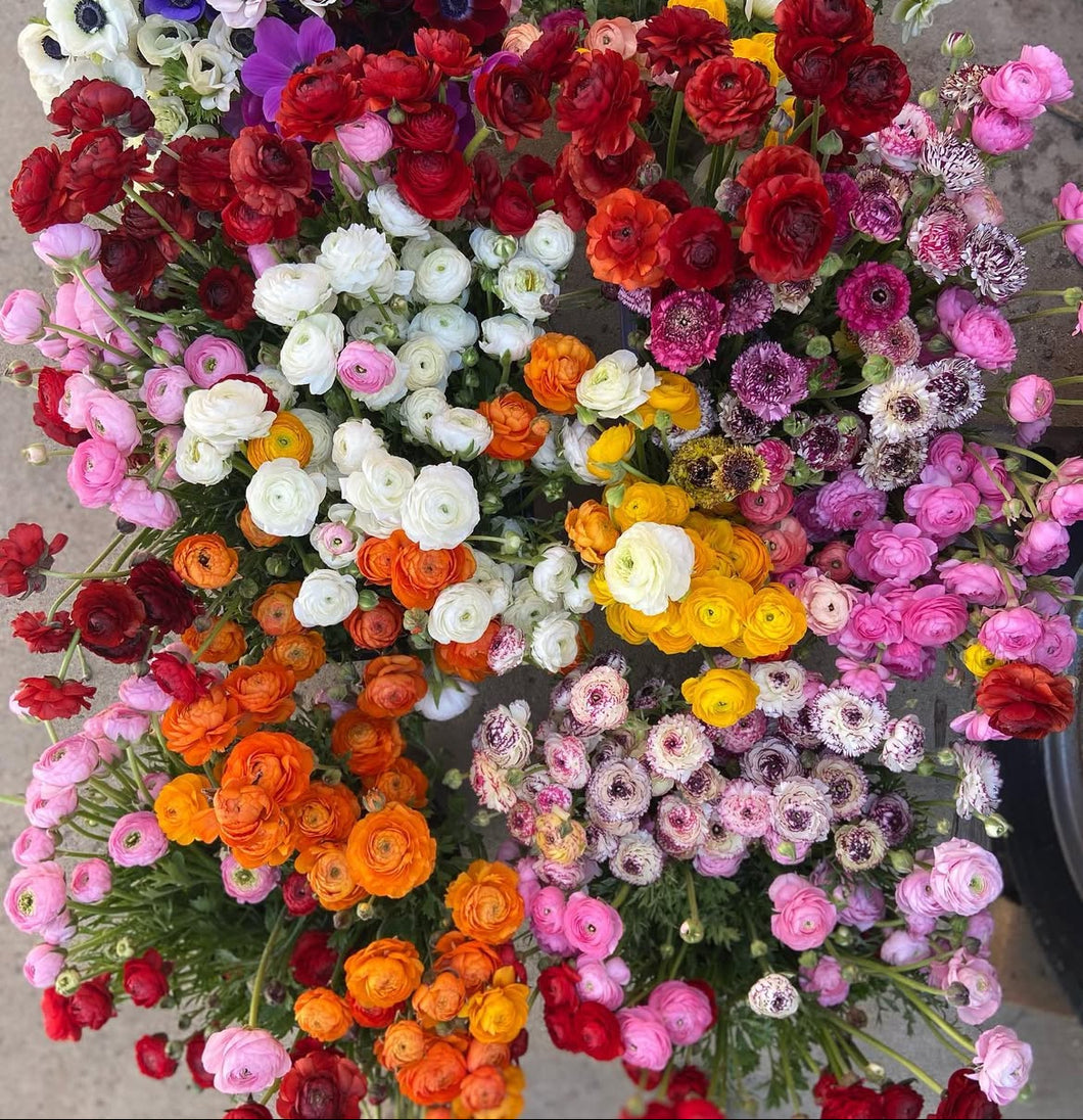 Florentine Ranunculi Mixed 20pk