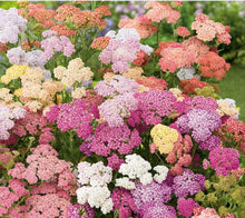 Load image into Gallery viewer, Yarrow/Achillea Summer Pastels 2pk
