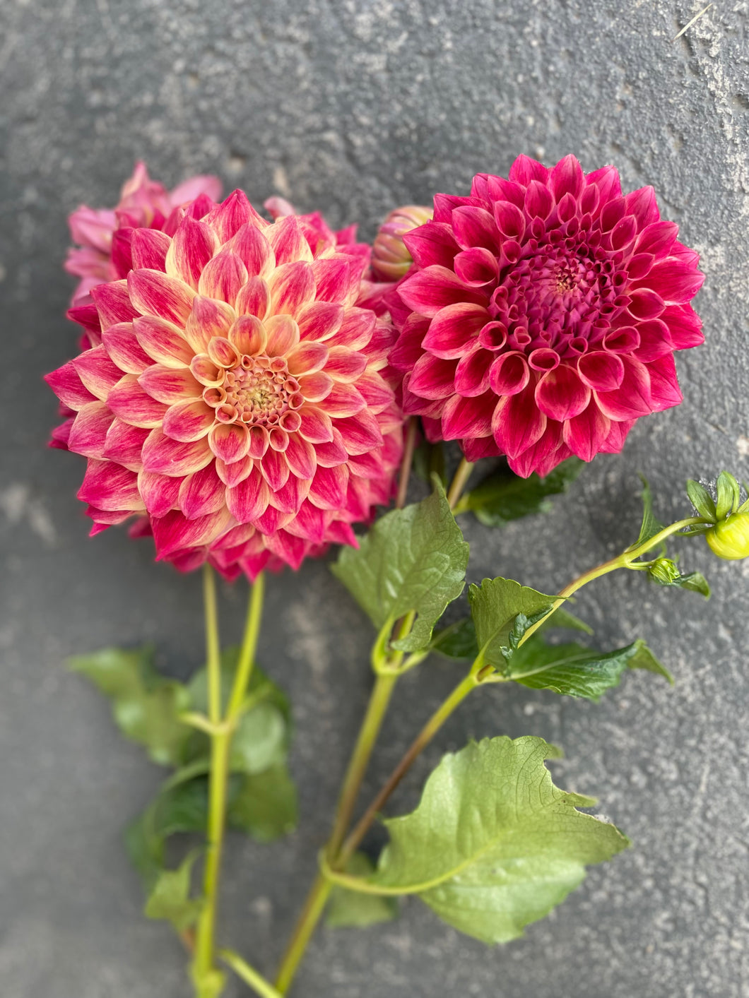 Dahlia Winkie Rhubarb
