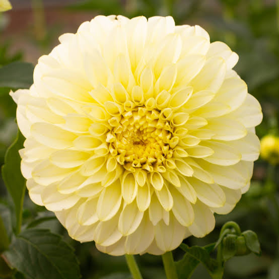 Dahlia Florelie Winter Sunshine