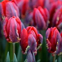 Load image into Gallery viewer, UVP Tulip Rococo Parrot 4pk
