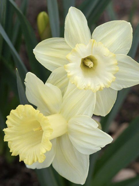 Daffodil Lemon Shake 3pk