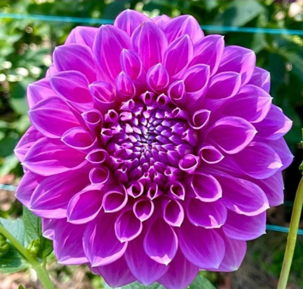 Dahlia Everton Esquire