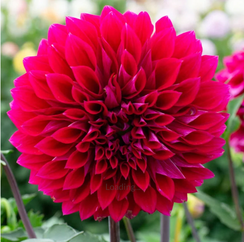 Dahlia Royal