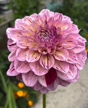 Load image into Gallery viewer, Dahlia Sultan
