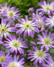 Load image into Gallery viewer, UVP Anemone Charmer 10pk

