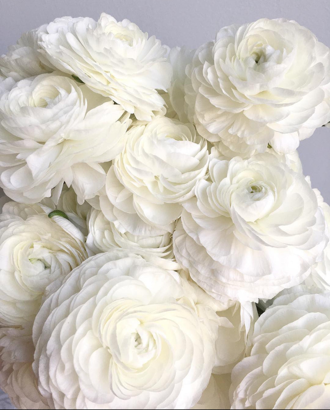 Florentine Ranunculi White 20pk