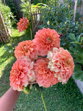 Load image into Gallery viewer, Dahlia Bracken Palomino
