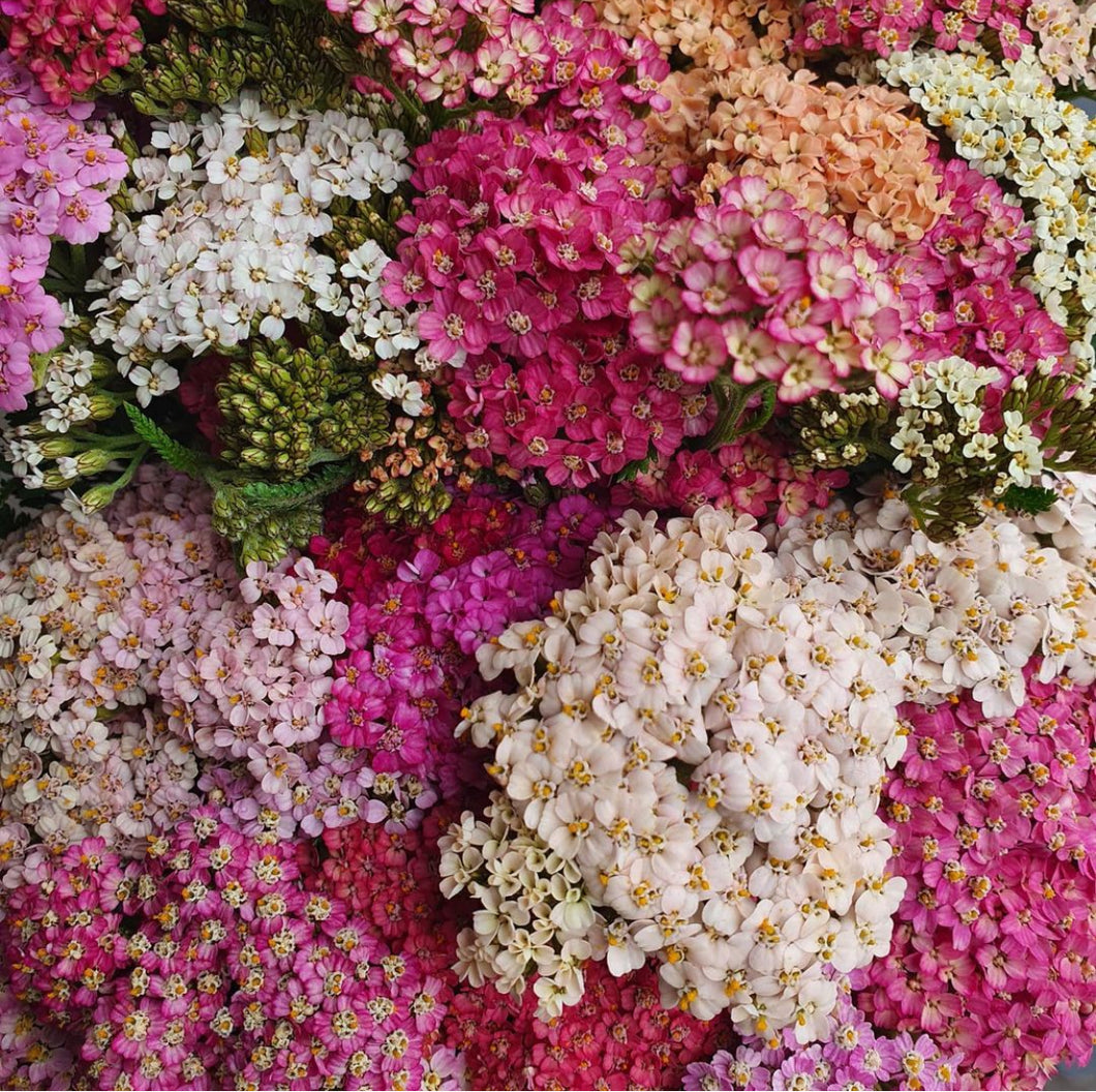 Yarrow/Achillea Summer Pastels 2pk