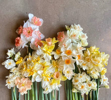 Load image into Gallery viewer, Daffodils Mixed Premium Doubles 4pk
