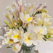 Load image into Gallery viewer, Freesia Refracta Alba (Grandma&#39;s Favourite) 8pk
