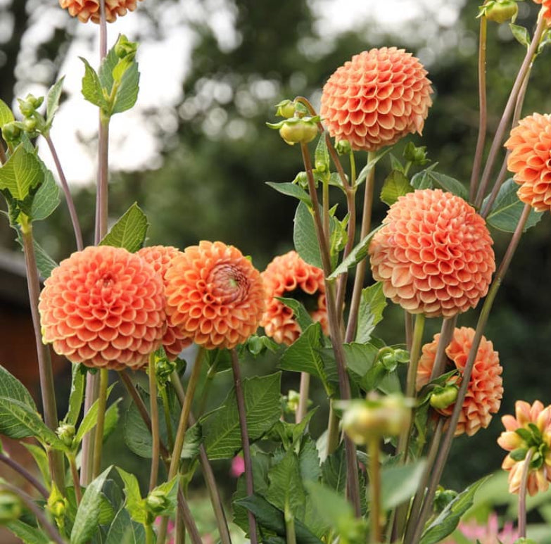 Dahlia Pompon Orange