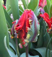 Load image into Gallery viewer, UVP Tulip Rococo Parrot 4pk
